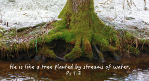 tree-stream